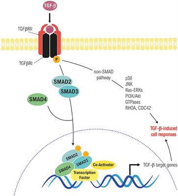 Transforming Growth Factor-β-Induced Cell Plasticity in Liver Fibrosis and Hepatocarcinogenesis